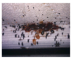 FUMIGAÇÃO A  SPRAY CONTRA PERCEVEJOS DAS CAMAS - 5