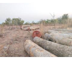 Raw wood supply in large amounts - 3