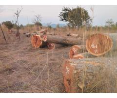 Raw wood supply in large amounts - 4