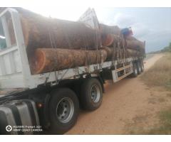 Raw wood supply in large amounts - 6