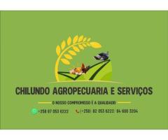 Serviços de incubação de pintos - 3