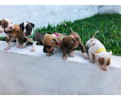Pitbull - 2