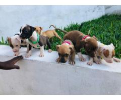 Pitbull - 4