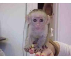 Filhotes de macaco adoráveis ​​disponíveis para venda/adoção Número do WhatsApp: +1 (870) 517-7223