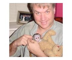 Filhotes de macaco adoráveis ​​disponíveis para venda/adoção Número do WhatsApp: +1 (870) 517-7223