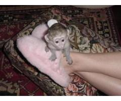 Filhotes de macaco adoráveis ​​disponíveis para venda/adoção Número do WhatsApp: +1 (870) 517-7223 - 3
