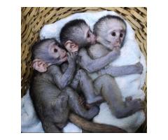 Filhotes de macaco adoráveis ​​disponíveis para venda/adoção Número do WhatsApp: +1 (870) 517-7223 - 2