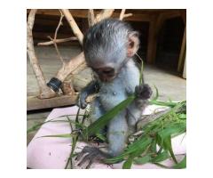 Filhotes de macaco adoráveis ​​disponíveis para venda/adoção Número do WhatsApp: +1 (870) 517-7223 - 3