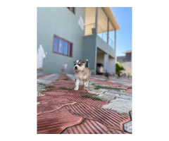 Husky Siberia - 2