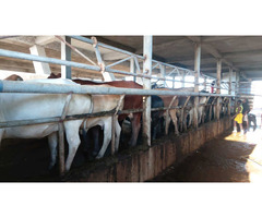 Vende-se propriedade agropecuária com 2000 hectares em Chokwé - Gaza - 2