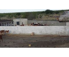 Vende-se propriedade agropecuária com 2000 hectares em Chokwé - Gaza - 6